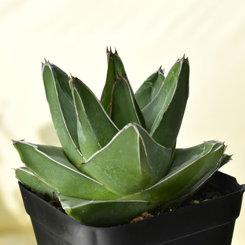 Agave victoria reginae (Wide leaf form) Agave victoria reginae (Wide leaf form)