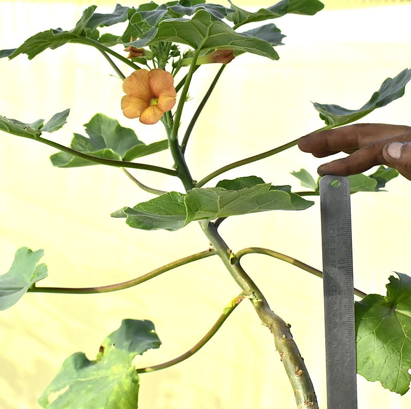 Uncarina hybrid SEED GROWN