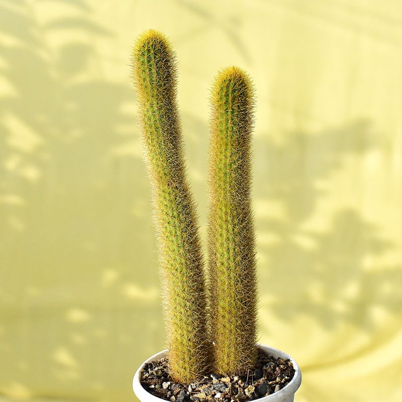 Hildewintera aureispina Golden Rat Tail