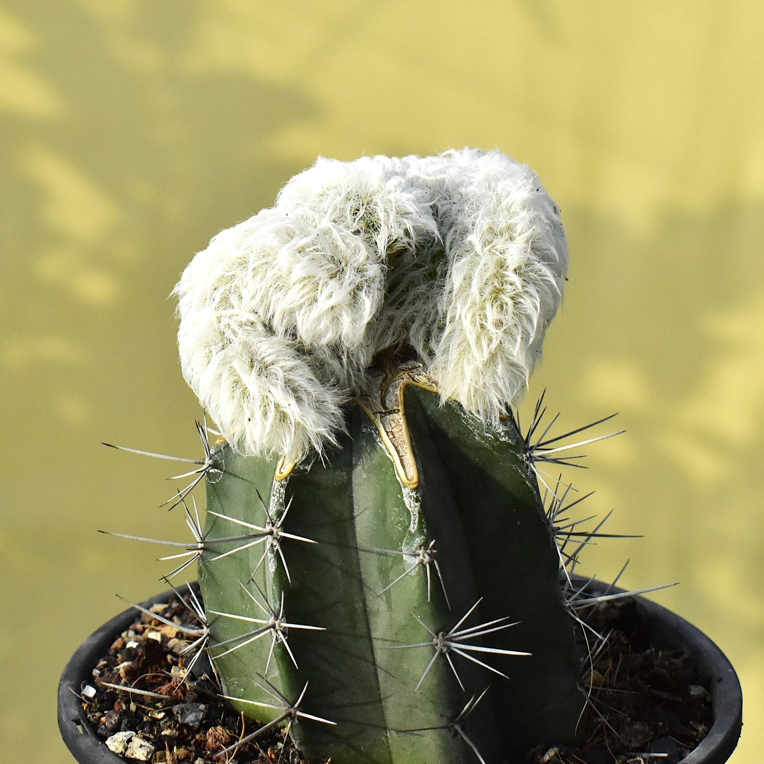 Echinocereus nivosus crest