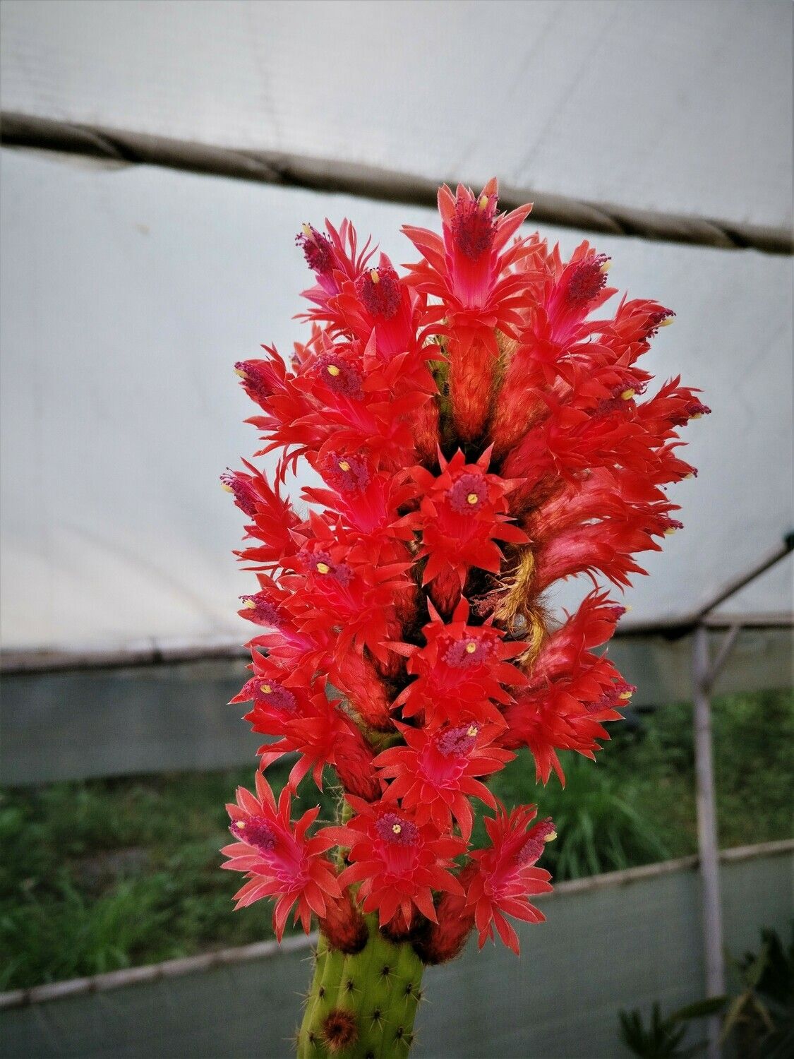 Bolivicereus samaipatanus (Cleistocactus samaipatanus) Clone A- Flower