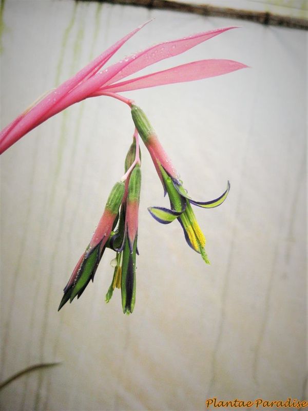 Bromeliad : Bilbergia nutans or Queens Tears Bromeliad : Bilbergia nutans or Queens Tears