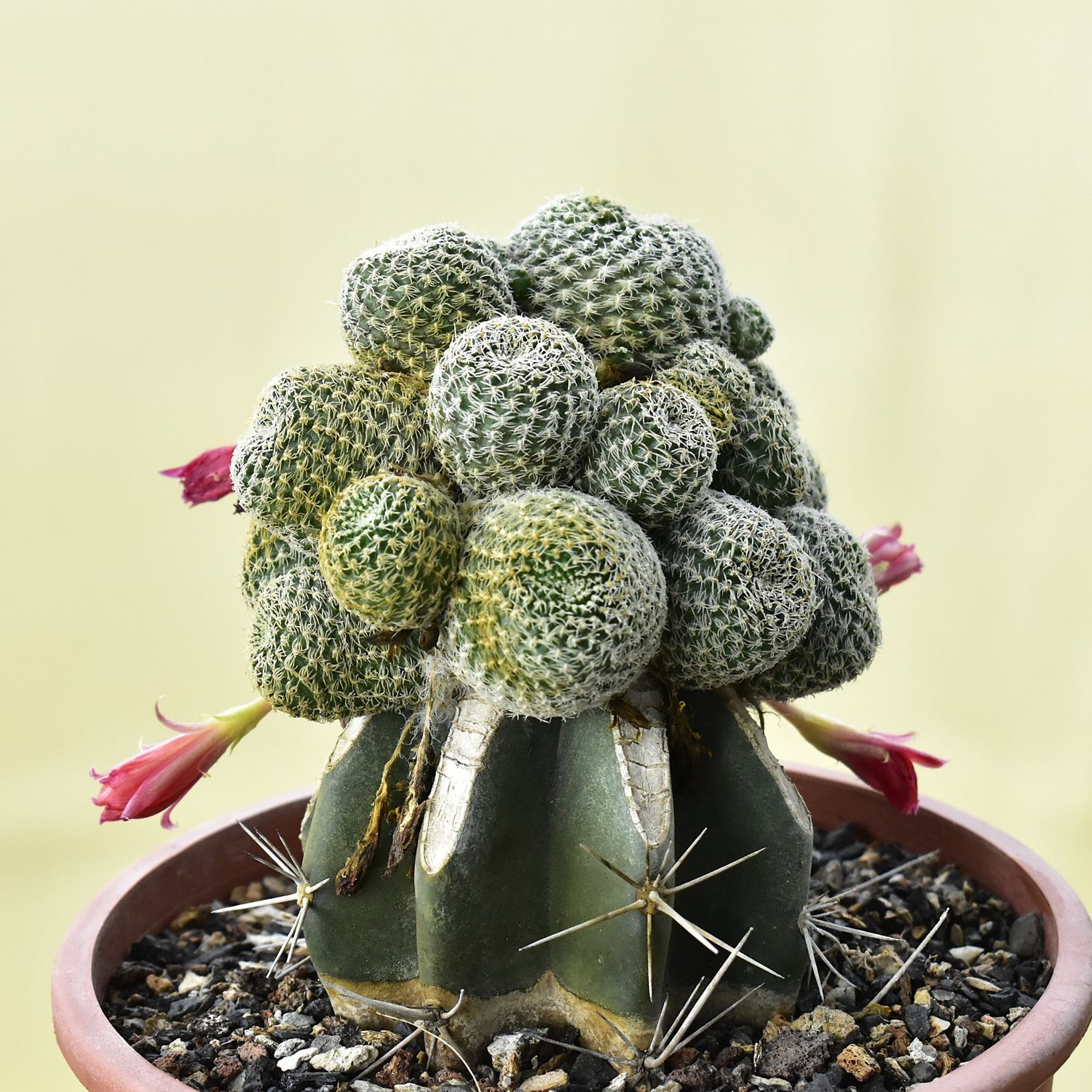 Rebutia hybrid
