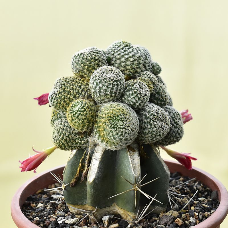 Rebutia hybrid