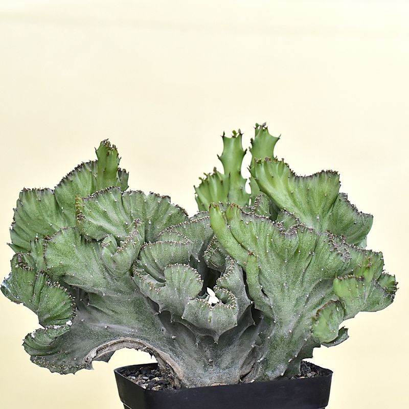 Euphorbia lactea crest Euphorbia lactea crest