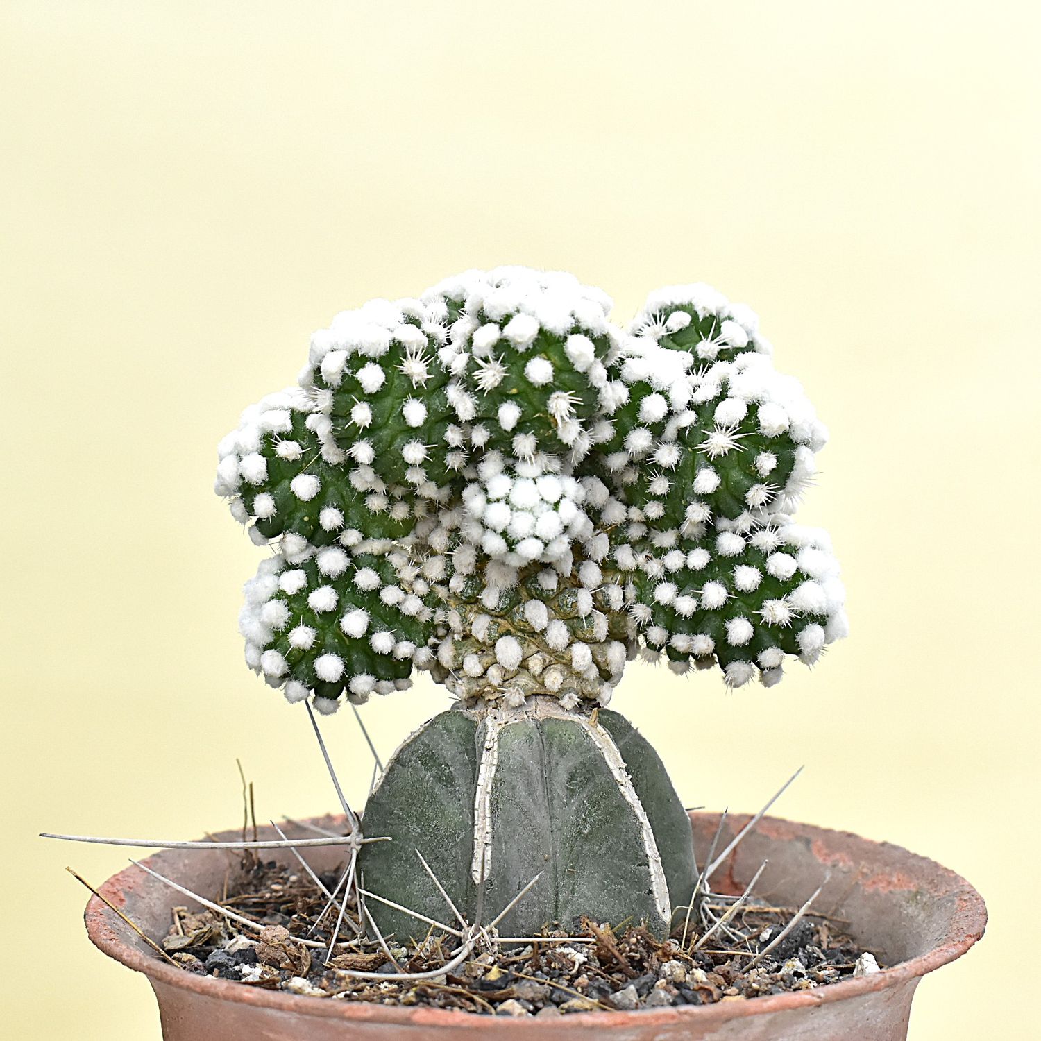 Mammillaria vetula  subs. gracilis  cv. Arizona Snowcap