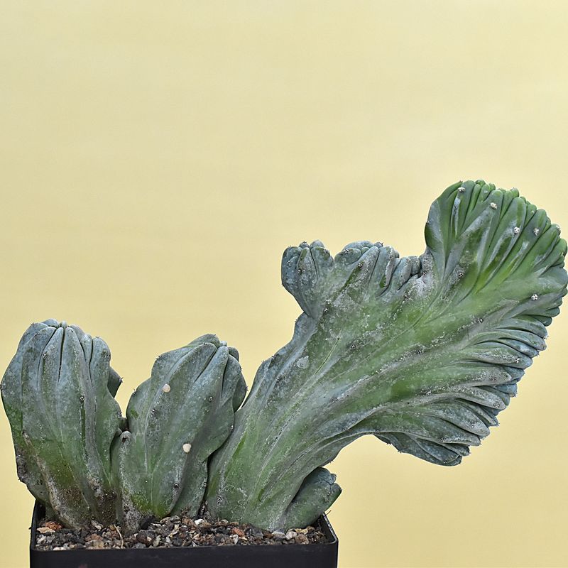 Myrtillocactus Geometrizans Forma Crest