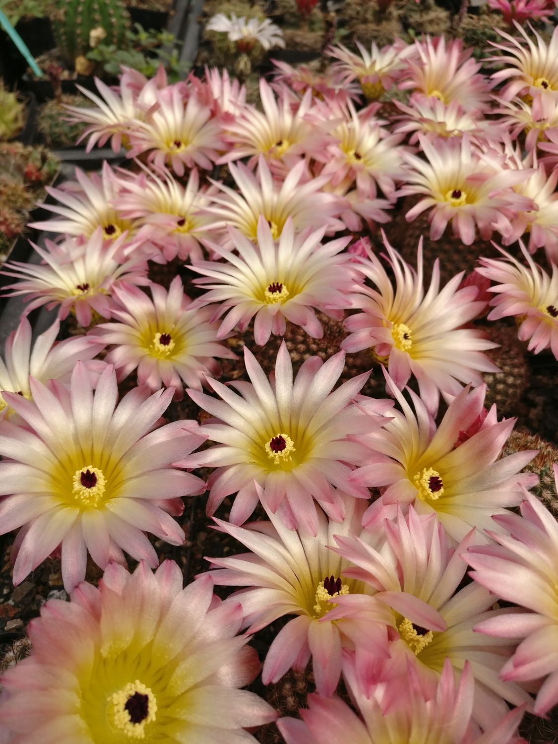 Seeds of Notocactus rutilans