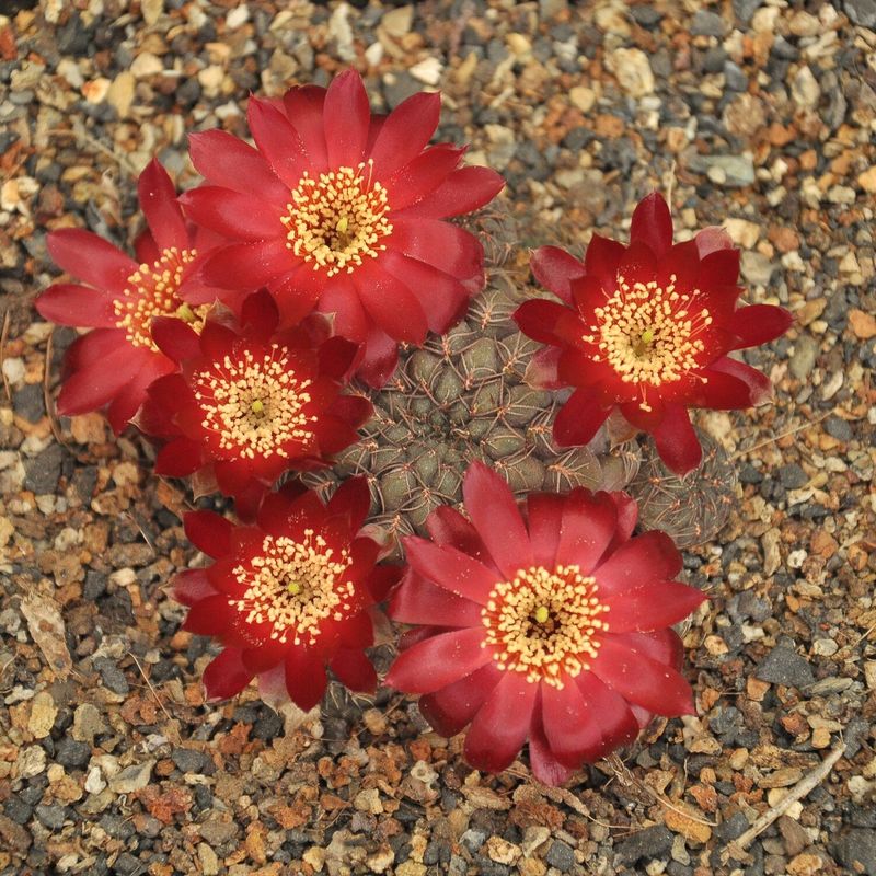 Sulcorebutia Pulchra VS 420-Flower