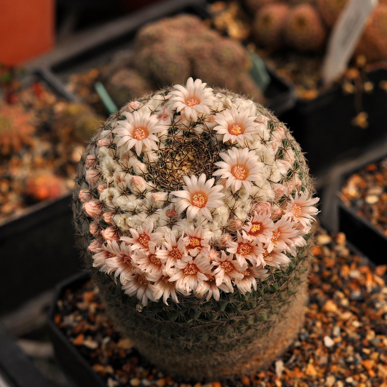 Seeds of Mammillaria formosa Dr Arroyo
