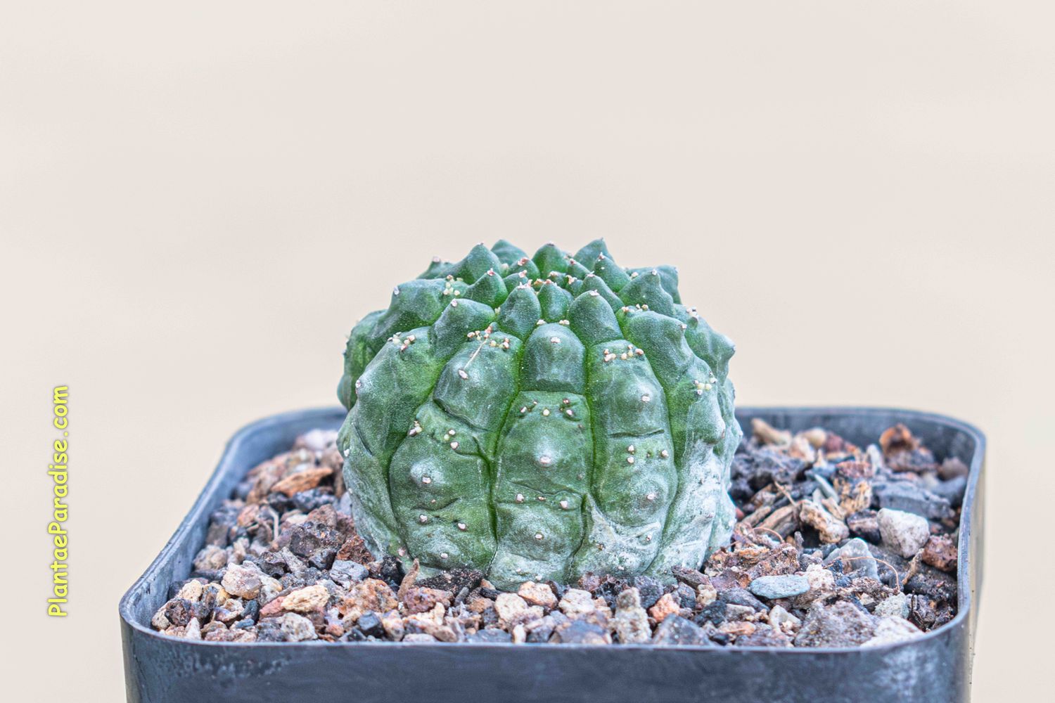 Euphorbia gymnocalycioides Euphorbia gymnocalycioides