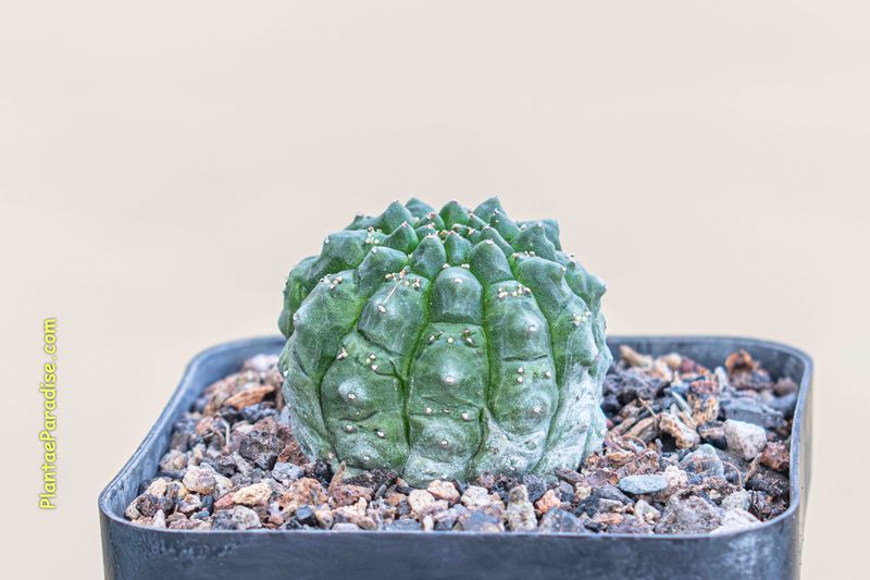 Euphorbia gymnocalycioides Euphorbia gymnocalycioides