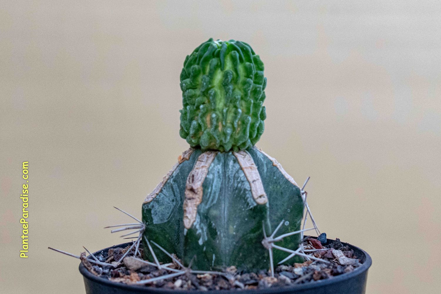 Echinofossulocactus Multicostatus Cv Inermis - Side View