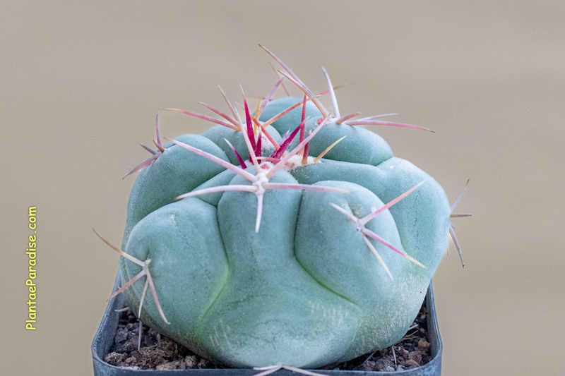 Thelocactus Hexaedrophorus