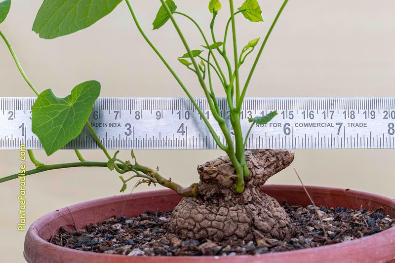 Stephania suberosa Stephania suberosa