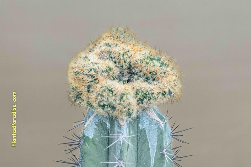 Mammillaria Prolifera F. Cristata (Yellow Spines) close-up crown
