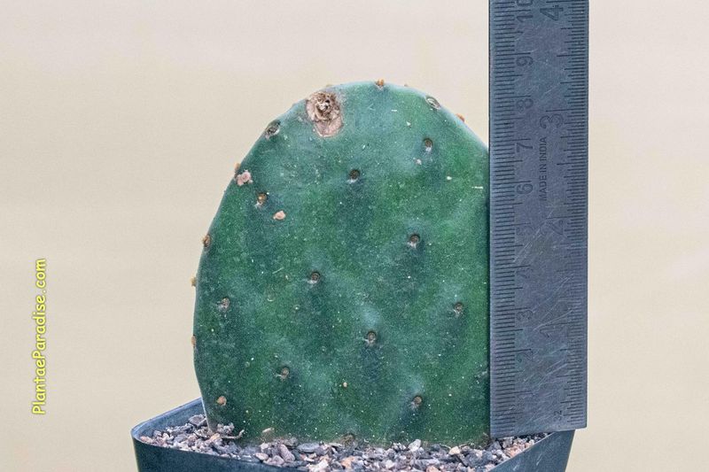 Opuntia decumbens