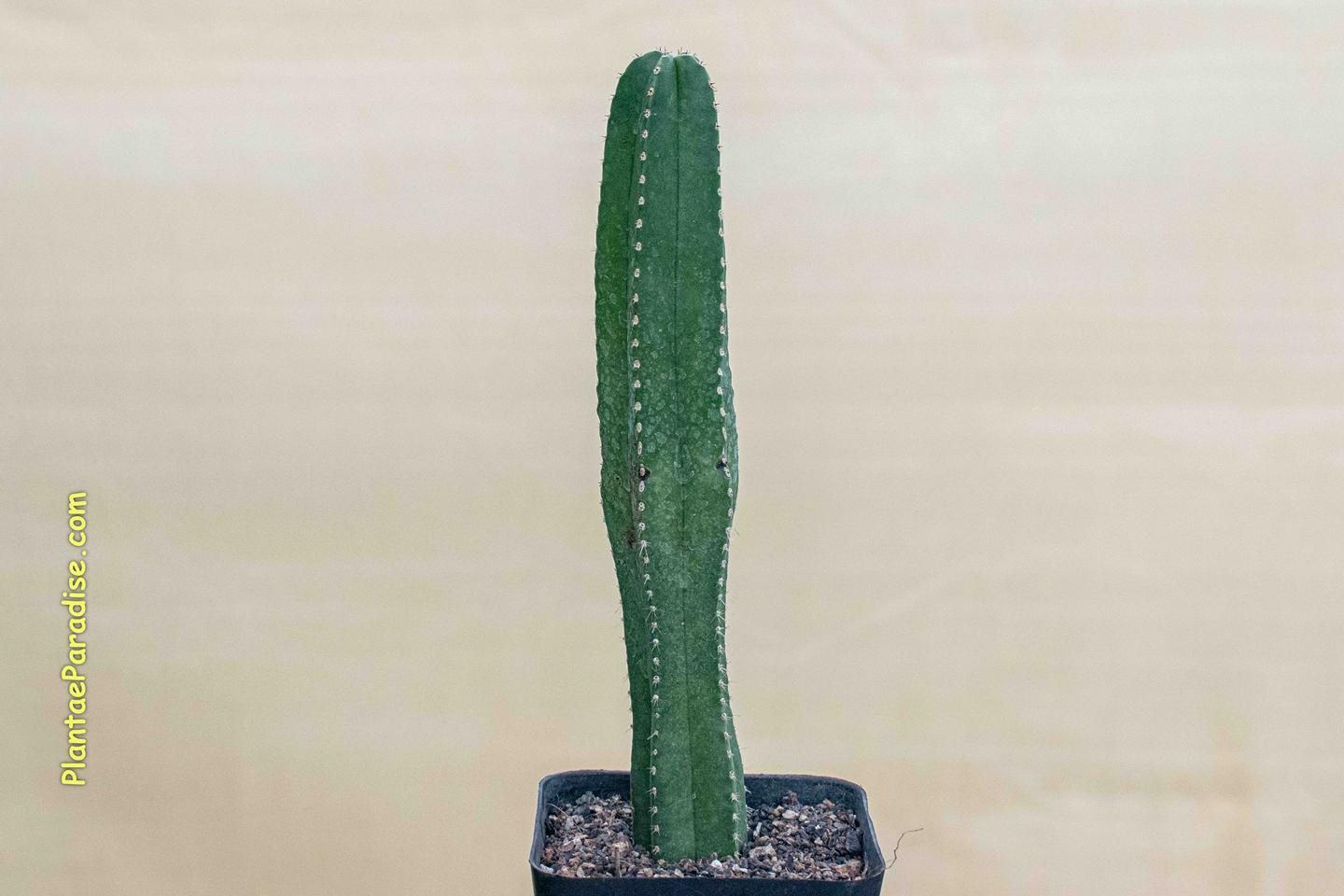 Marginatocereus Marginatus