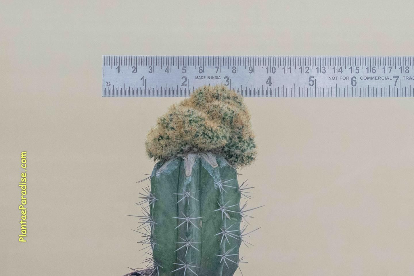 Mammillaria Prolifera F. Cristata (Yellow Spines) Mammillaria Prolifera F. Cristata (Yellow Spines)