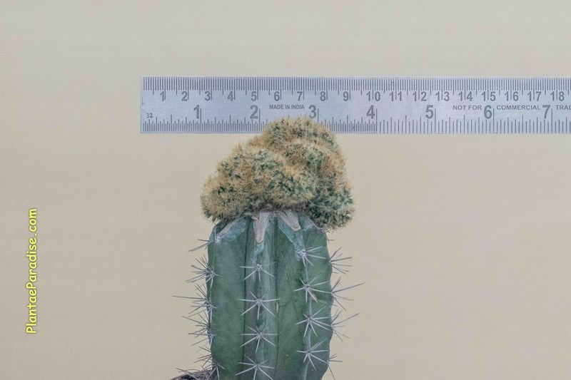 Mammillaria Prolifera F. Cristata (Yellow Spines)