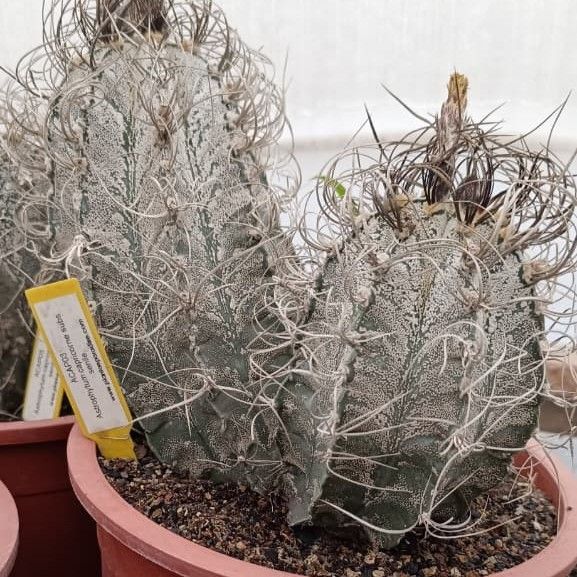 Astrophytum Capricorne Subs. Senile Astrophytum Capricorne Subs. Senile