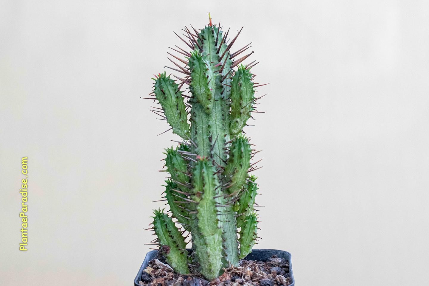 Euphorbia enopla Euphorbia enopla