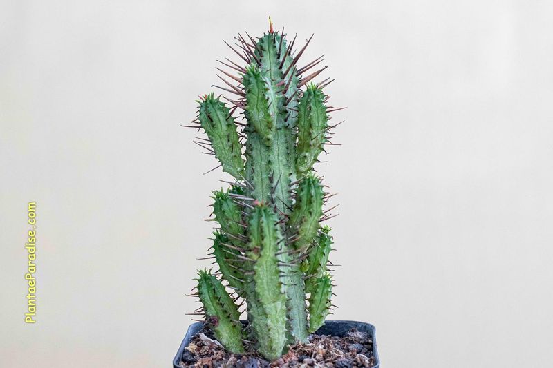 Euphorbia enopla Euphorbia enopla