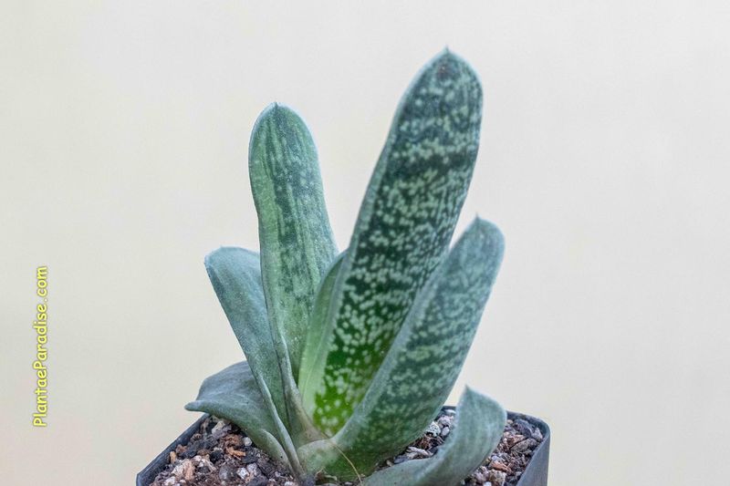 Gasteria CV 'Hummel's Silver'