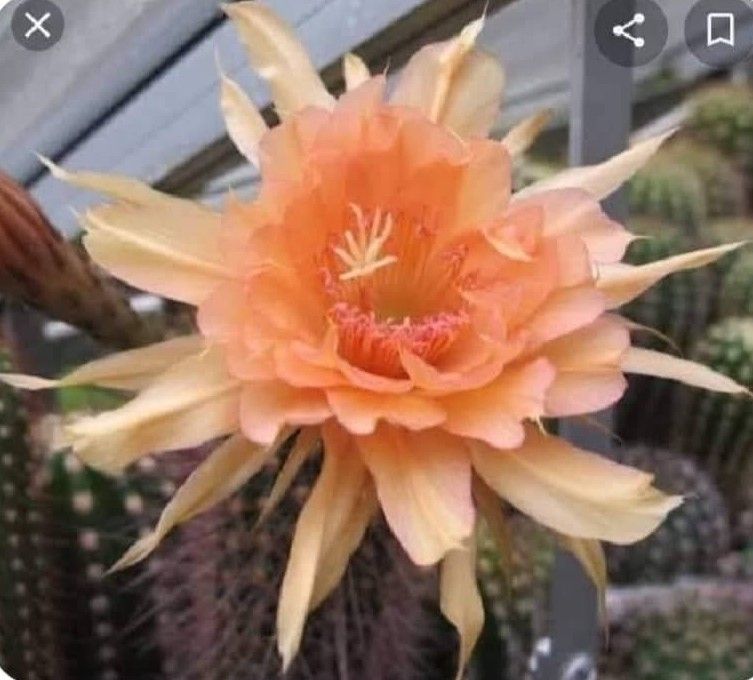 Hildewintera hybrid Badicsh Gold