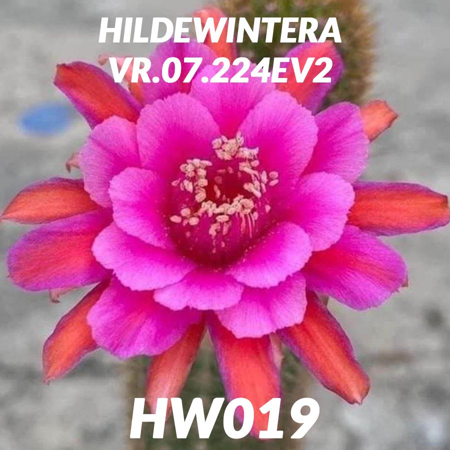 Hildewintera VR.07.224EV2