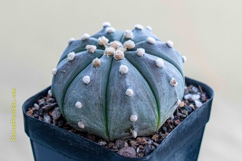 Astrophytum asterias Ooibo BLACK/ PURPLE - 
Top Size 