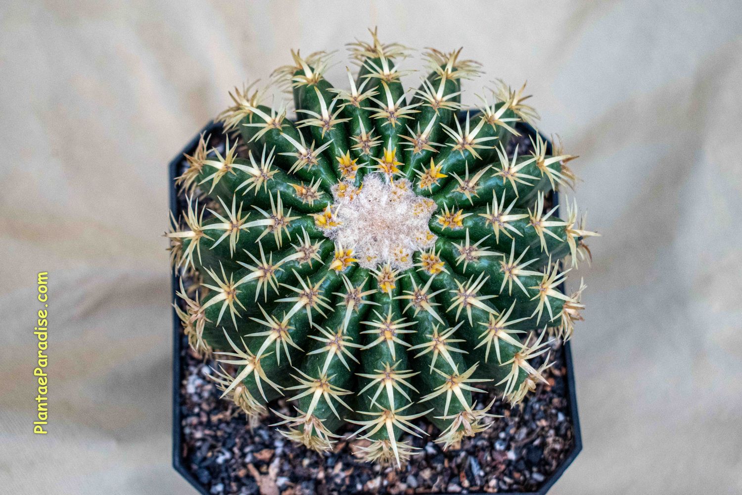 Echinocactus Grusonii Var. Curvispinus - Intermidius