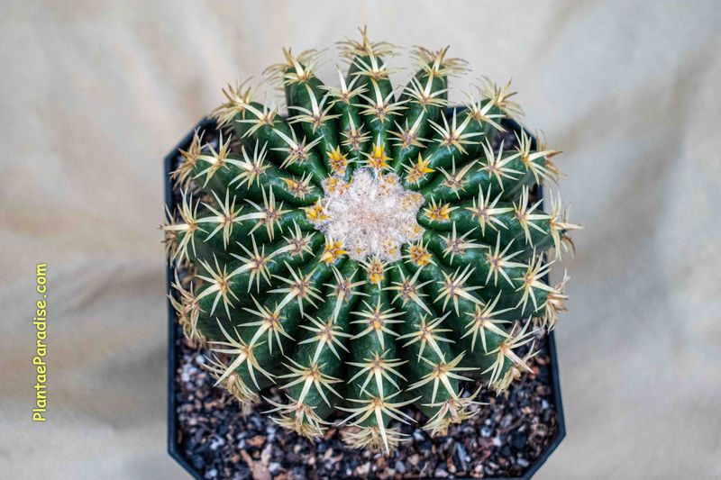 Echinocactus Grusonii Var. Curvispinus - Intermidius
