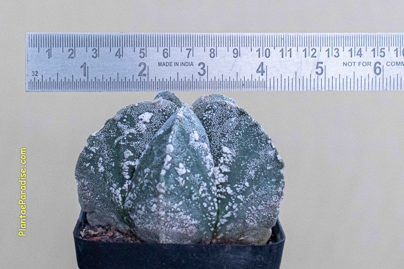 Astrophytum myriostigma  HAKUUN - Size