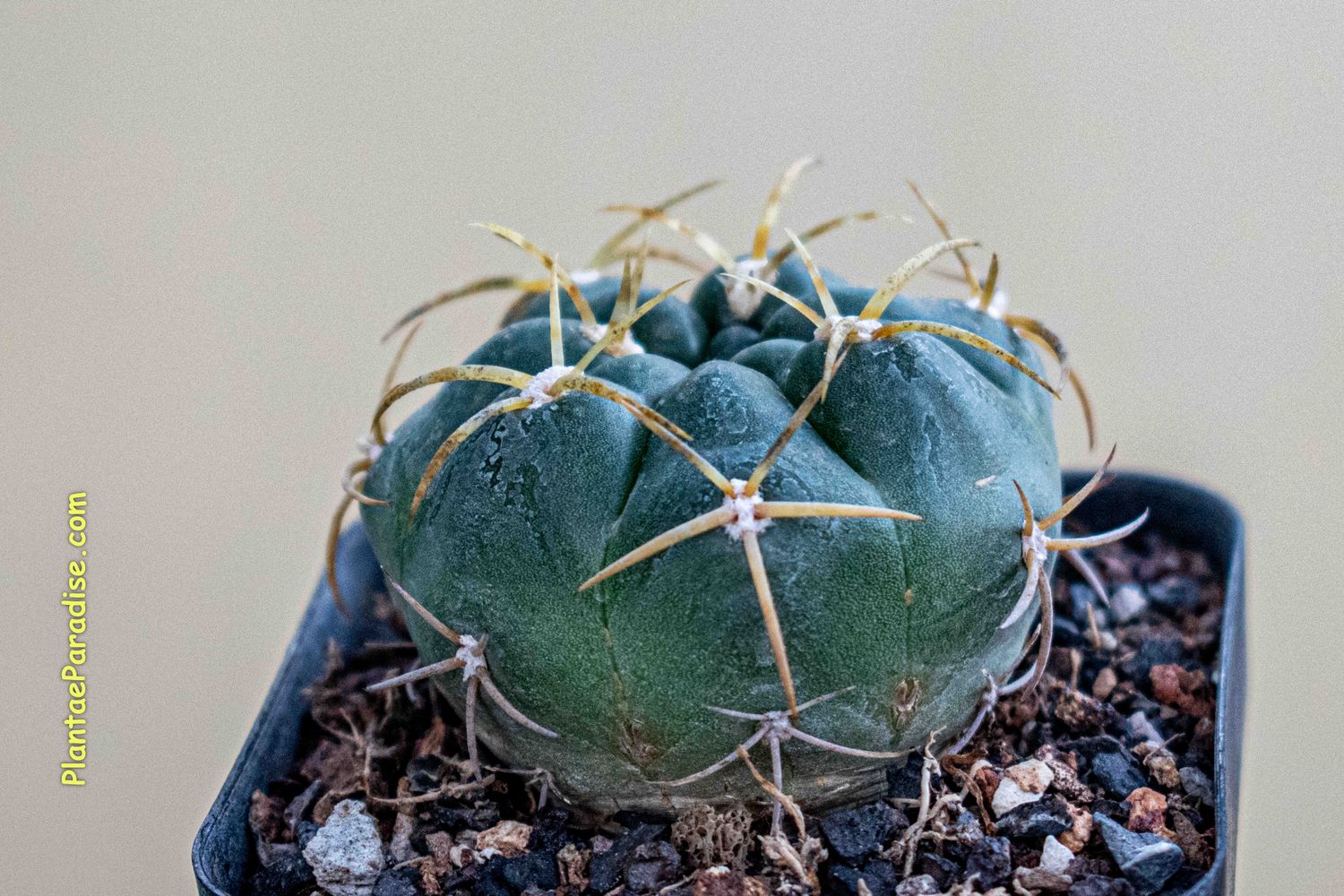 Gymnocalycium Gibbosum Cactus