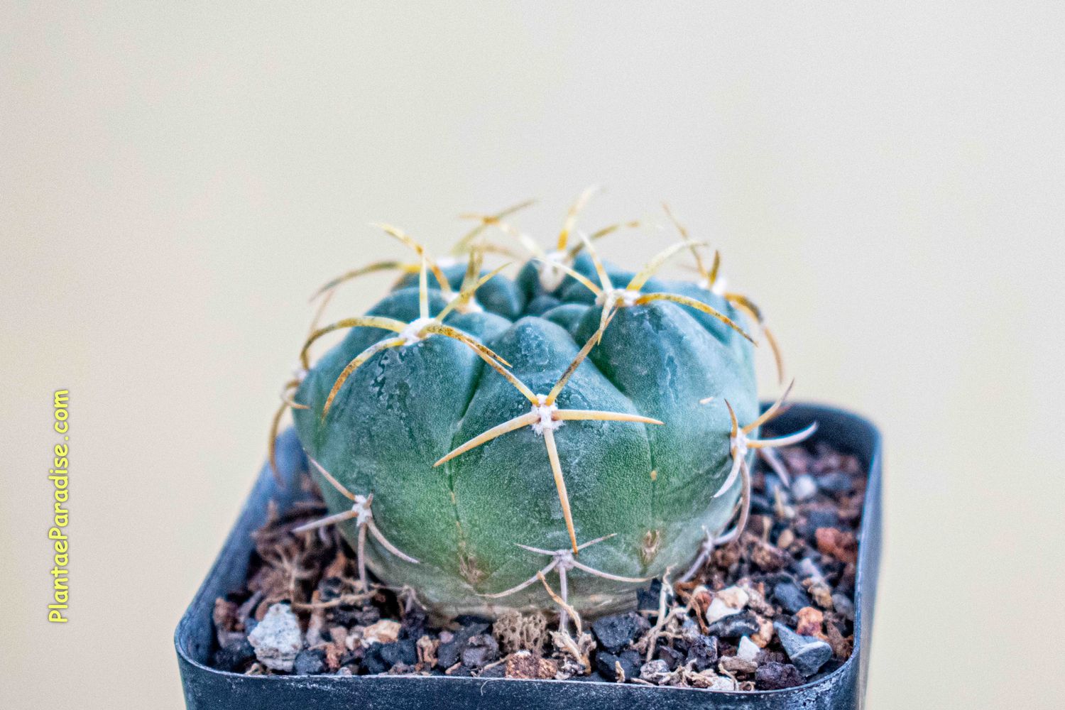 Shop Gymnocalycium Gibbosum Hardy Argentine Cactus
