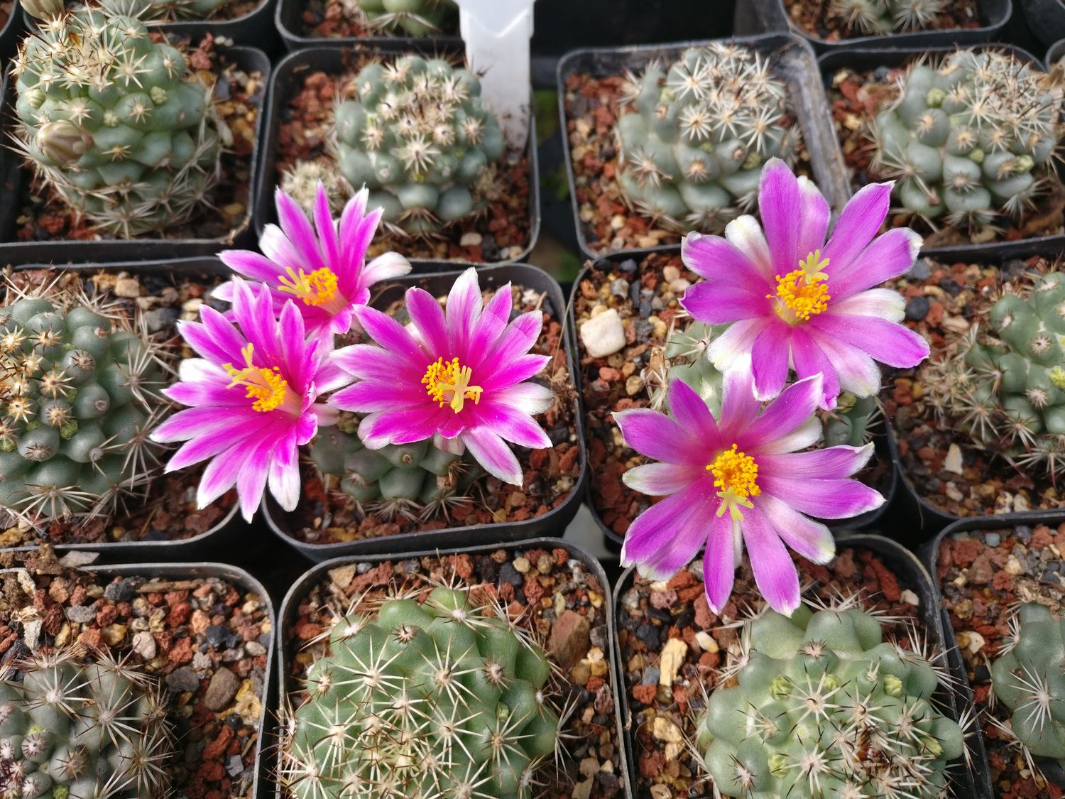 Mammillaria schumannii