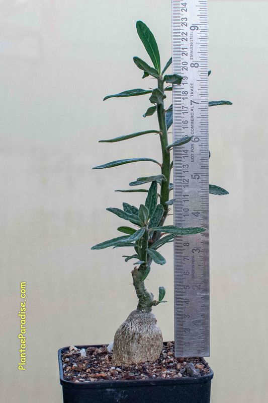 Pachypodium succulentum