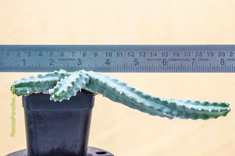 Echinocereus nivosus-Size