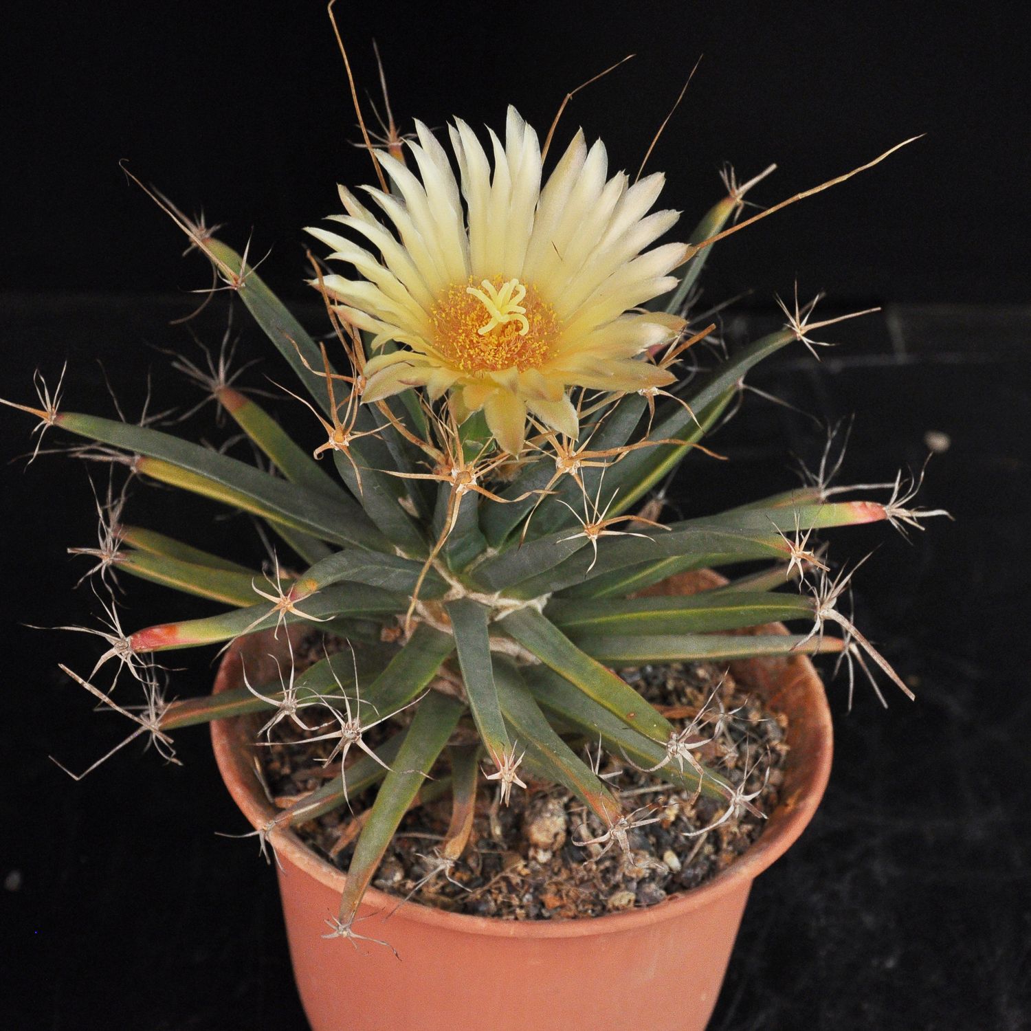 Leuchtenbergia principis
Specimen plant in bloom 