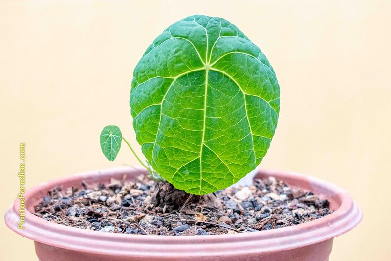 Stephania nova syn Stephania Kaweesakii Stephania nova syn Stephania Kaweesakii