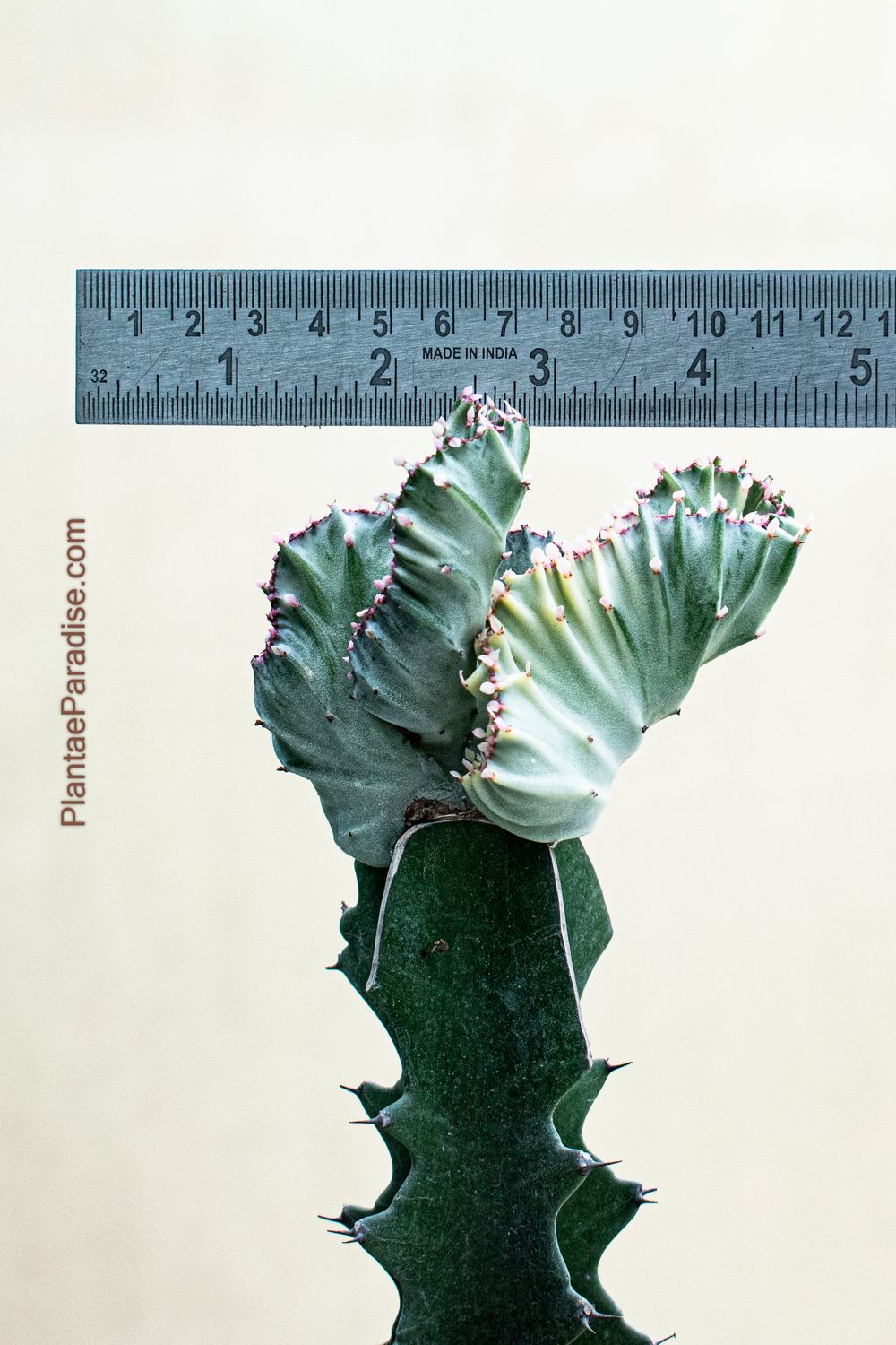 Euphorbia lactea crest Grafted