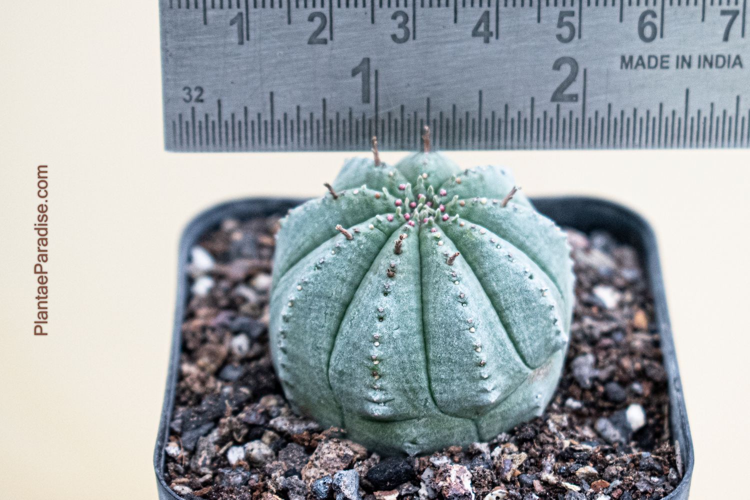 Euphorbia obesa hybrid (x anoplia) Euphorbia obesa hybrid (x anoplia)