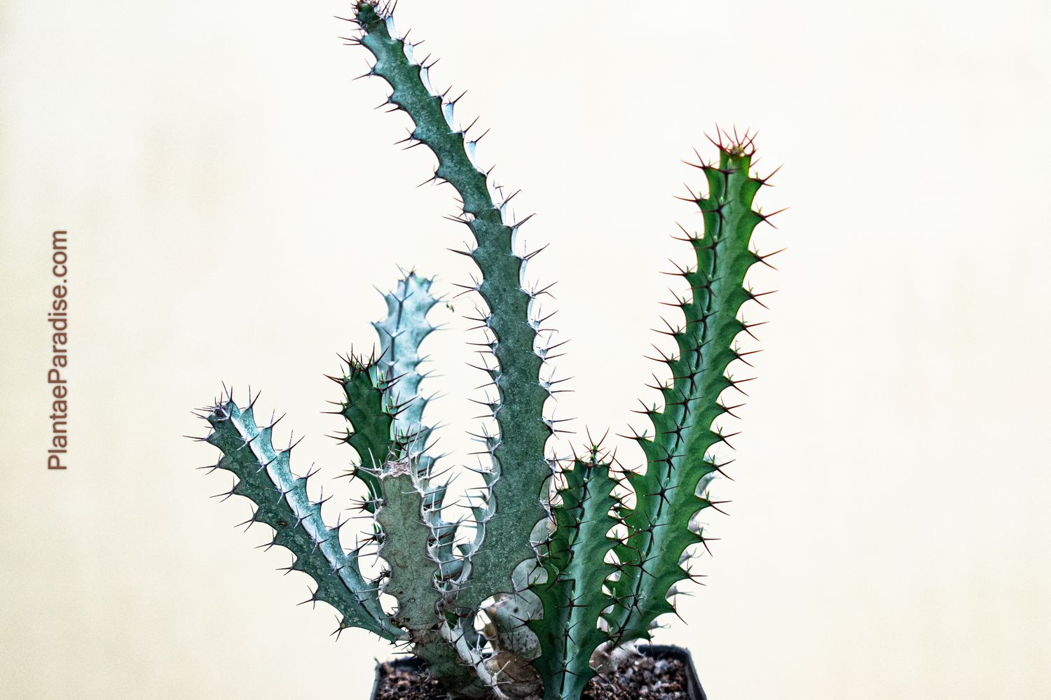 Euphorbia greenwayi (Rooted)
