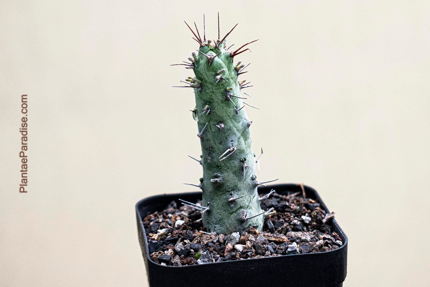 Euphorbia prona S Carter
