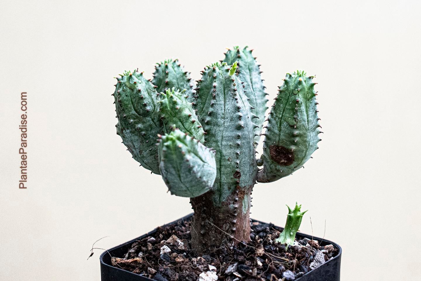 Euphorbia daisymontana (E obesa X E tubiglans) Euphorbia daisymontana (E obesa X E tubiglans)