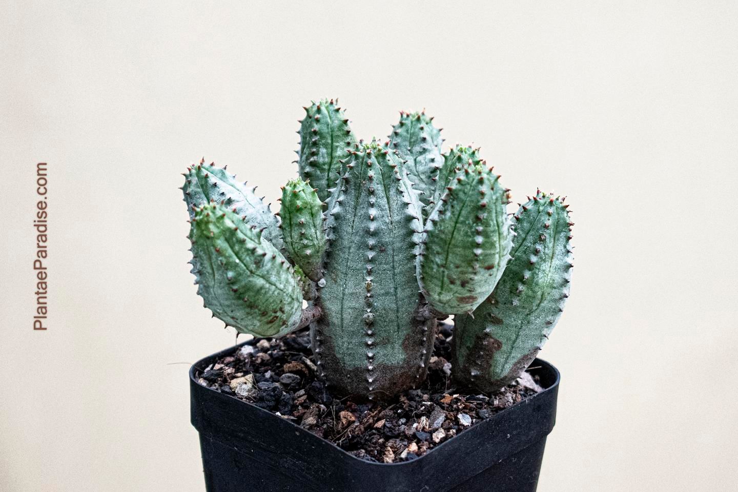 Euphorbia daisymontana (E obesa X E tubiglans) Euphorbia daisymontana (E obesa X E tubiglans)