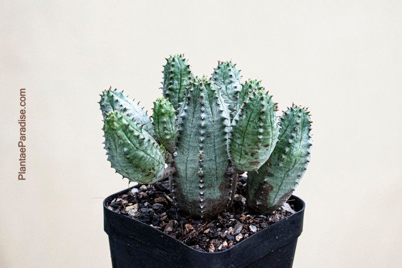 Euphorbia daisymontana (E obesa X E tubiglans) Euphorbia daisymontana (E obesa X E tubiglans)