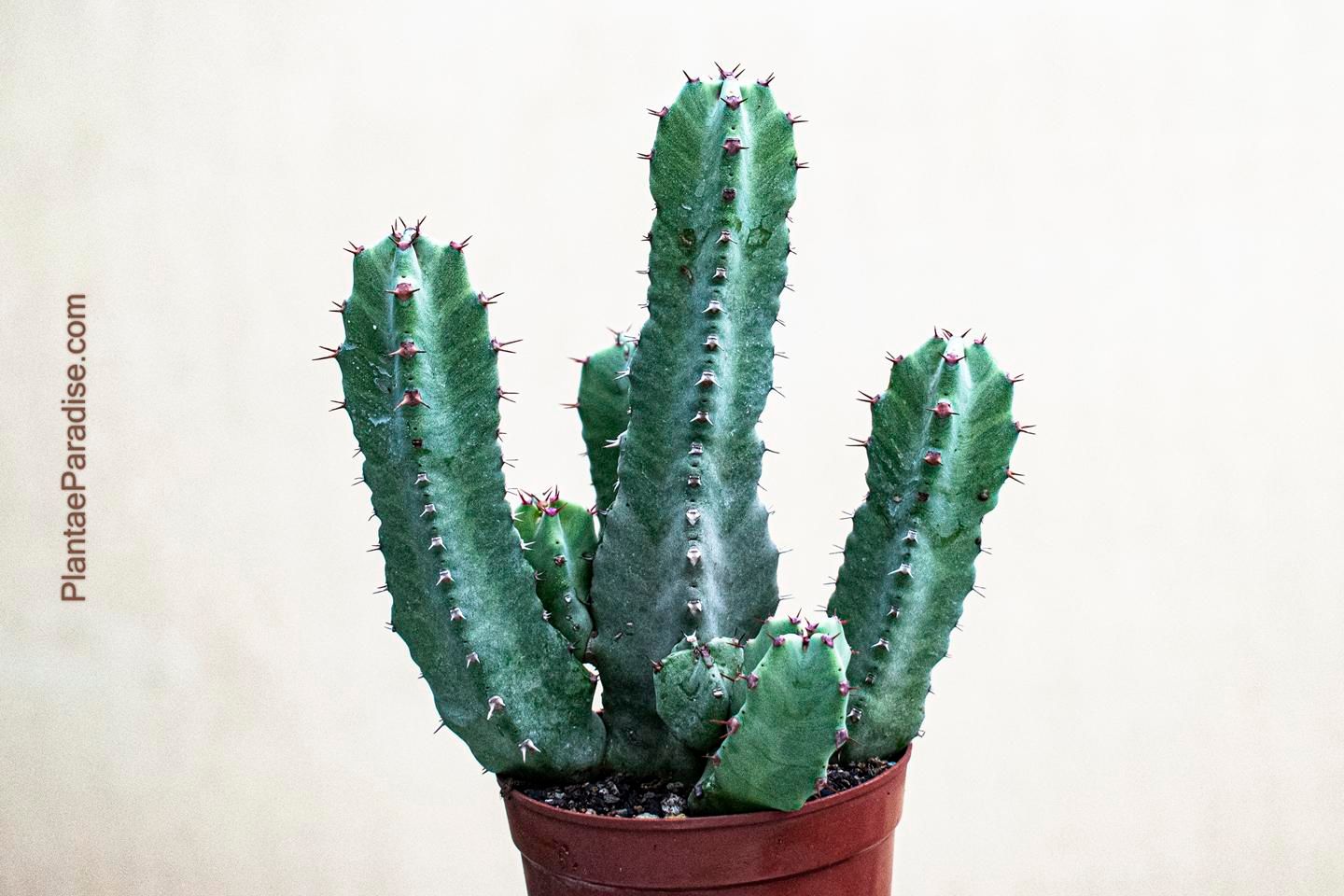 Euphorbia resinifera