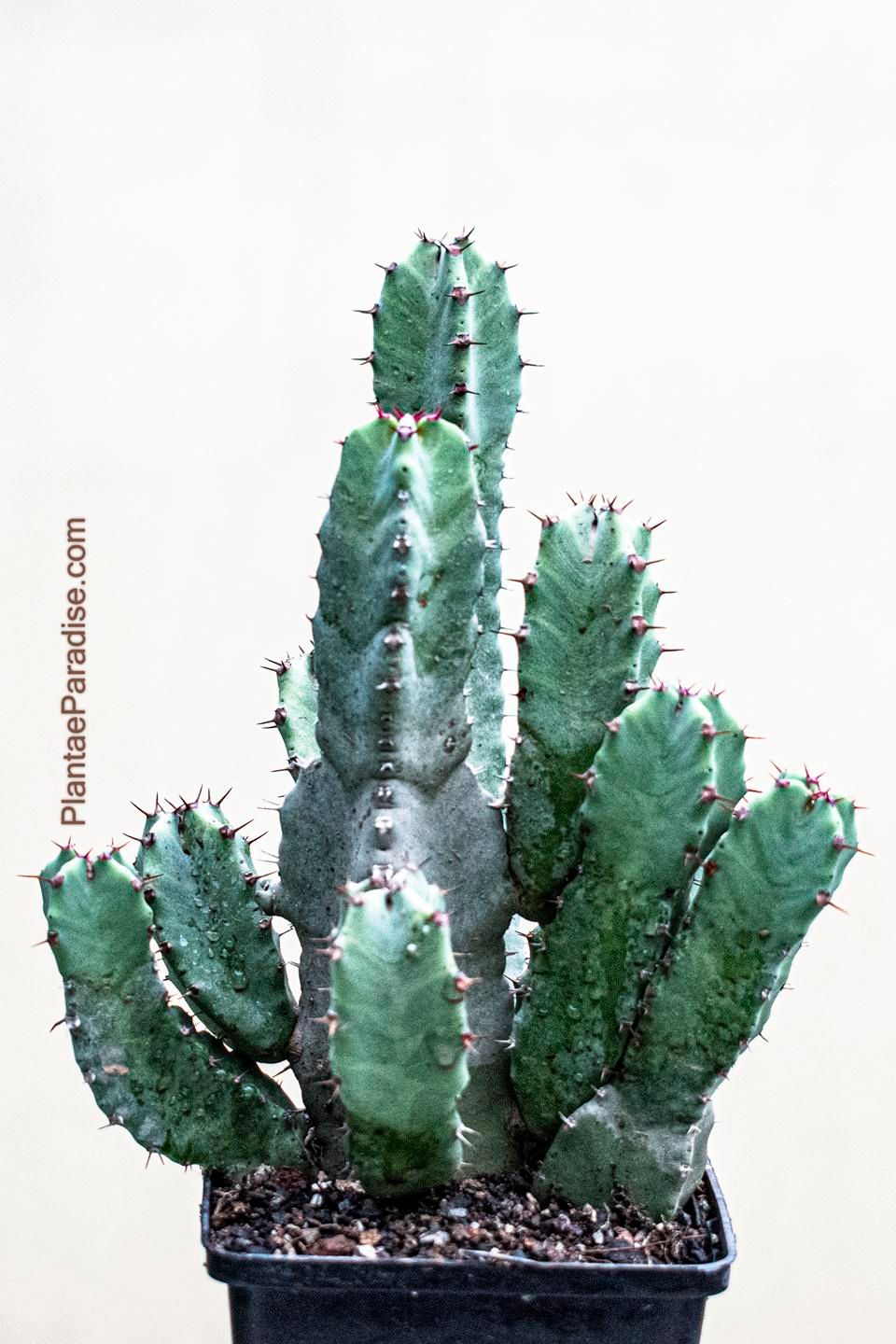 Euphorbia resinifera - India's #1 Online Garden Store | Buy Cactus ...
